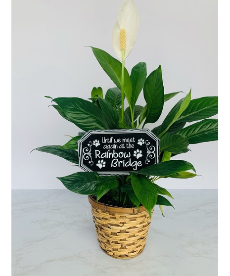 Rainbow Bridge Peace Lily