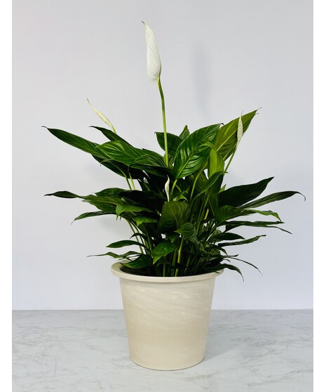 Blooming Peace Lily Plant