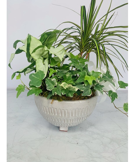 Small Ceramic Dish Garden
