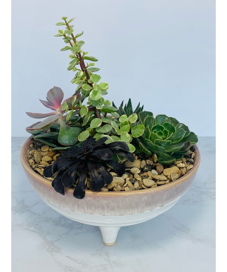 Footed Succulent Garden