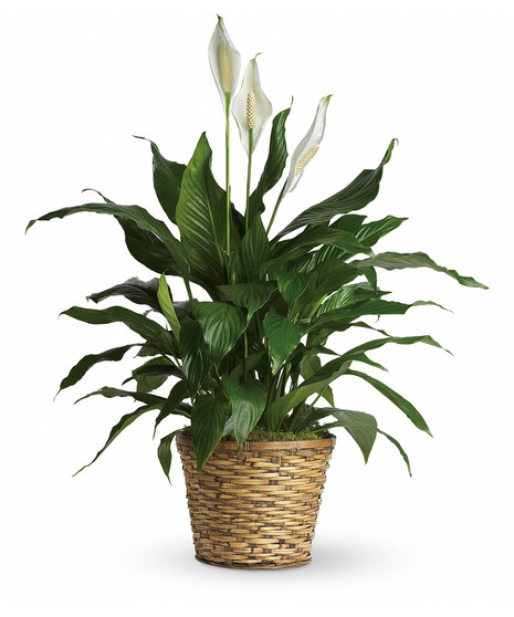 Blooming Peace Lily Plant