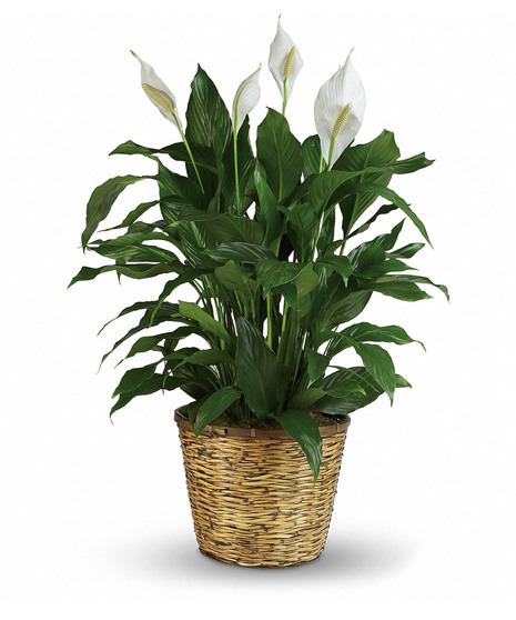 Blooming Peace Lily Plant