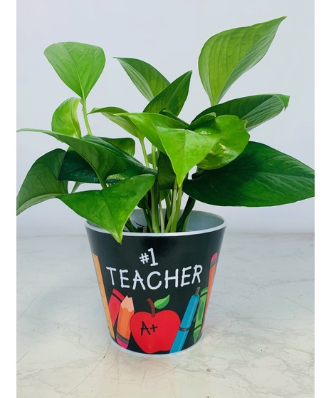 #1 Teacher Desk Plant