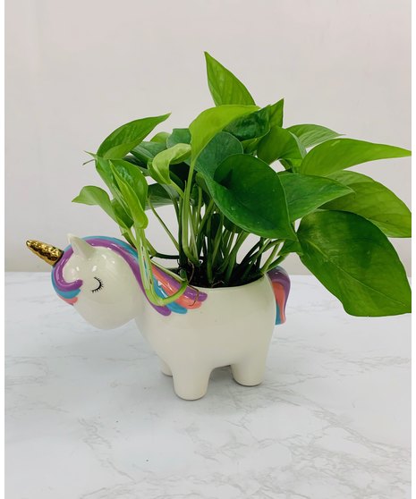 Peaceful Unicorn Pothos