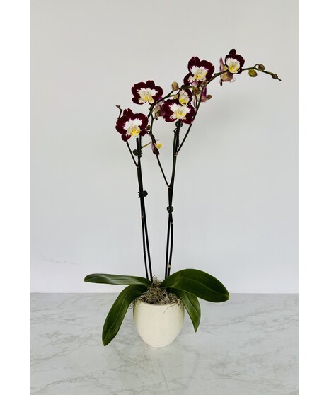 Phaleonopsis Orchid