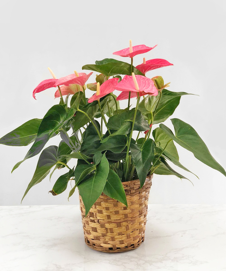 Anthurium Plant
