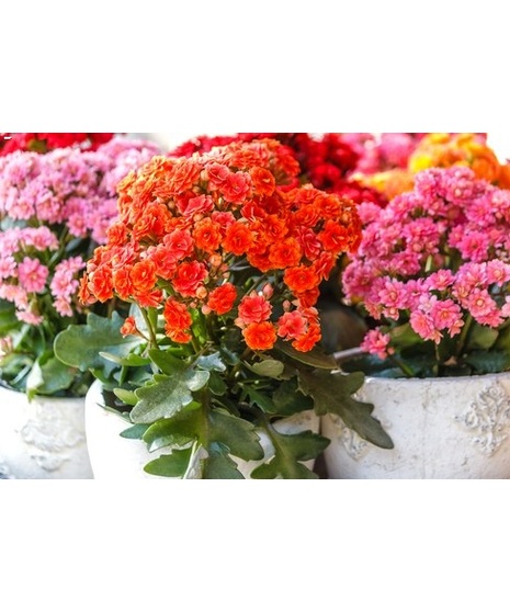 Nicest Blooming Seasonal Plant