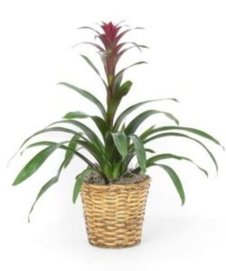 Tropical Blooming Bromeliad Plant