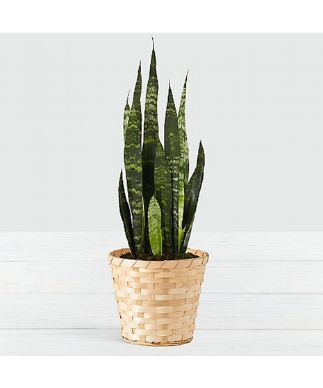 Plants
