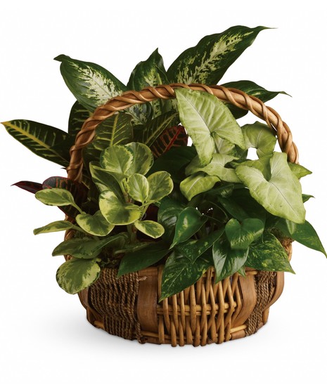 Green potted houseplant in a woven basket with a handle.