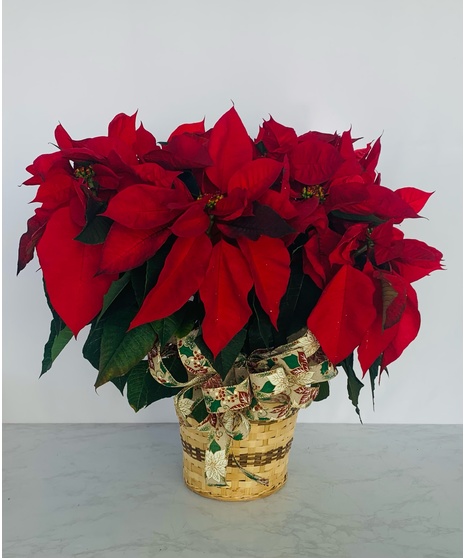 Red Poinsettia